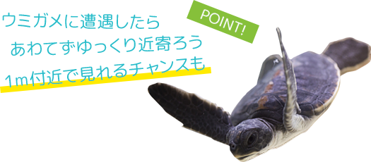 沖縄 慶良間諸島でマリンアクティビティを堪能しよう そとあそび