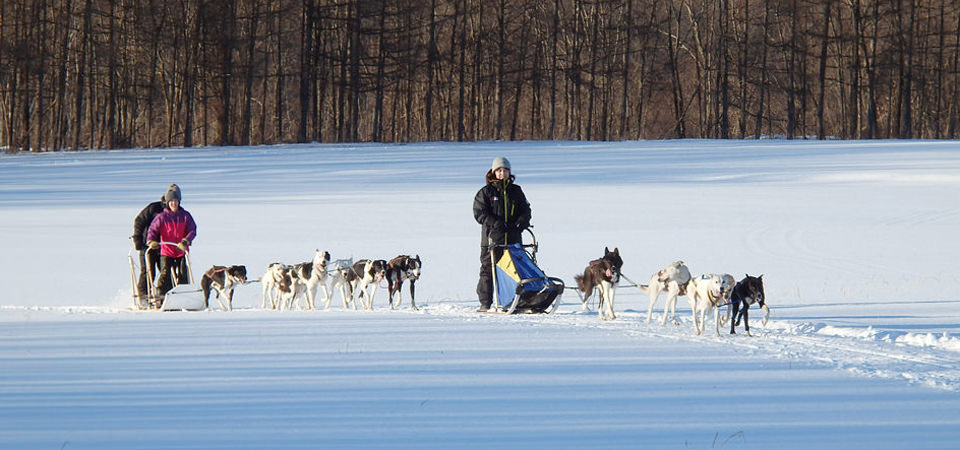 犬ぞりの歴史や犬種 役割は 迫力の犬ぞりレースの動画も ペトこと