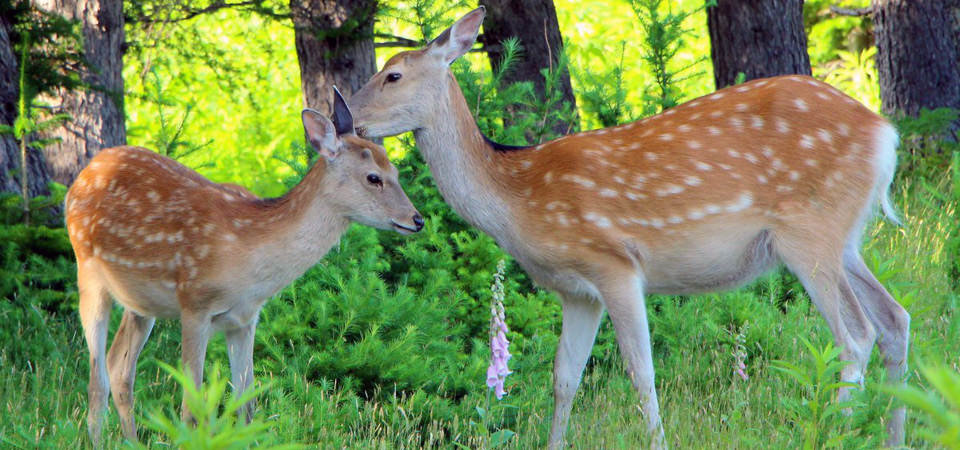 自然観察・動物観察体験の比較＆簡単予約｜そとあそび