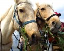 苫小牧・千歳 ホーストレッキング(乗馬)