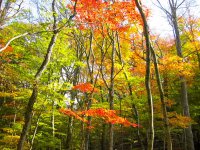 自然は四季折々の表情を見せてくれ、秋には紅葉に染まります。