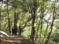 愛宕山の登山道は、とっても広くて歩きやすいですよ。初心者の方も安心です。