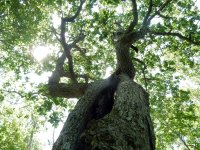 【知床1日】樹齢300年を越えるミズナラの巨木。。こんな大きな木に出会えるのも知床の原生林だからこそ