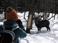 森の中にひょっこり現れる野生動物との出会いも冬のツアーの魅力です。
