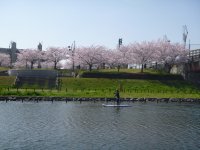 河川敷からは、のどかな自然や東京の街を眺めることができます。水上から眺める桜並木は見ものです！