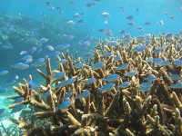 大きなリーフ（珊瑚礁）が広がる奄美北部の海は生きものが豊富！