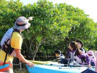 本島最多4種類のマングローブが見られる！