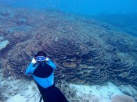 【大サンゴ礁＆海亀】ポイントでシュノーケリング！日本最大級の琉球菊花サンゴ「通称バラサンゴ」やウミガメに会いに行こう！