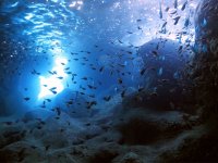 【青の洞窟】洞窟内に住むお魚の群れや周辺のダイナミックな地形も見どころです！