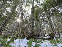 寒さに耐えながら育つ知床の原生林