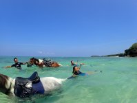 夏季は馬と一緒に海で遊べるコースもあり！