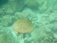 ウミガメと一緒に泳ぐことができるかも！