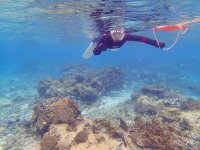 生き物が豊富な海中の世界を満喫する「シュノーケリング」
