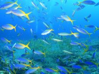 透明度抜群の沖永良部の海にはカラフルなお魚がたくさん