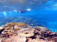 みれば納得、大神島の圧巻のサンゴ礁！