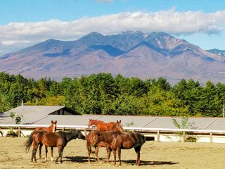 明野 ホーストレッキング 乗馬 サニーフィールド そとあそび