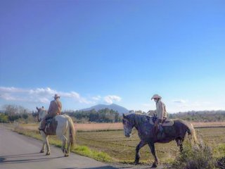 桜川・ホーストレッキング(乗馬)