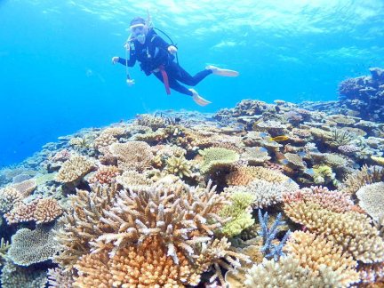 石垣島 体験ダイビング