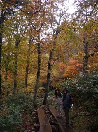 四季折々、表情を変える森の中をハイキング。秋にはブナやダケカンバの紅葉の中を歩きます。（尾瀬）