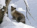 広い雪原の中に動物の足跡と自分たちの足跡を残して気ままにハイキング！