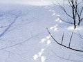 雪の上には動物たちの足跡が。エゾリス、キタキツネ、オゴジョｅｔｃ。