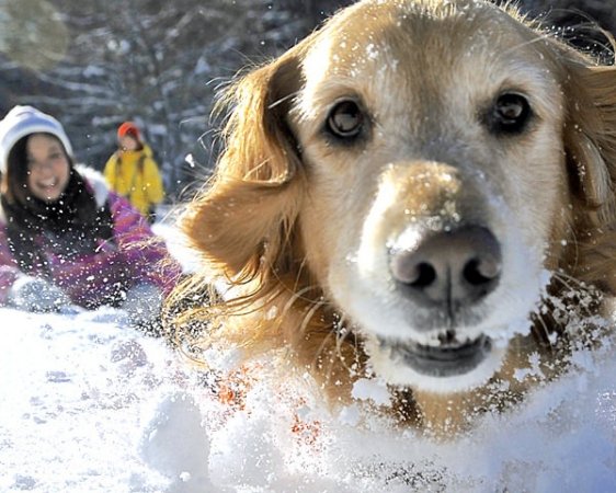 無料の写真撮影が人気です！愛犬と一緒に、真っ白な雪原を駆けよう！