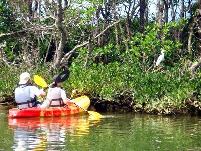 10月～3月にかけては渡り鳥の休憩地になります。野生生物が集まるマングローブ干潟。一見の価値ありです！！