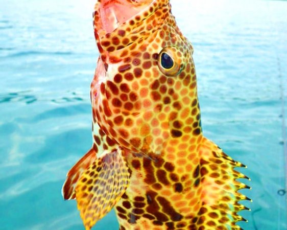カヤックフィッシングを行うポイントには、様々なお魚がいます。写真のお魚は、イシミーバイ（カンモンハタ）。