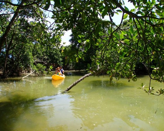 流れの穏やかな「億首川」のマングローブ林を進む、わくわくのアドベンチャー！