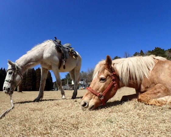 広い放牧地でのんびりと過ごす馬たち。ストレスの少ない環境で馬を育てているので、大人し馬たちばかりです。