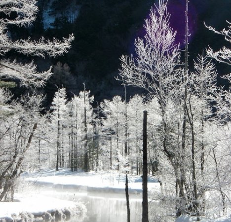 「田代池」の魅力は何と言っても「霧氷」 陽光が枝の先に付いた霧氷たちをダイアモンドのように光り輝かせます！