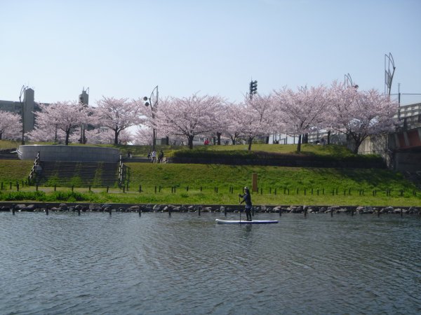 河川敷からは、のどかな自然や東京の街を眺めることができます。水上から眺める桜並木は見ものです！