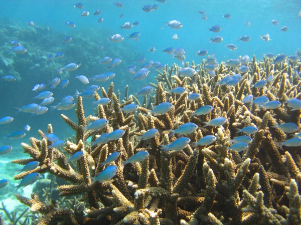 大きなリーフ（珊瑚礁）が広がる奄美北部の海は生きものが豊富！