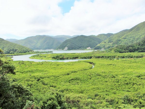 日本で2番目に大きなマングローブ林が広がる、奄美大島住用町のマングローブ原生林。