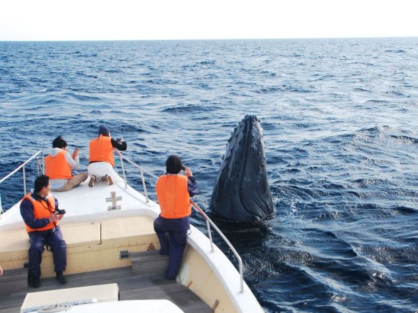 小回りのきく船はクジラの行動にあわせて近づきやすい！こんなに近くでクジラを見れることもありますよ！