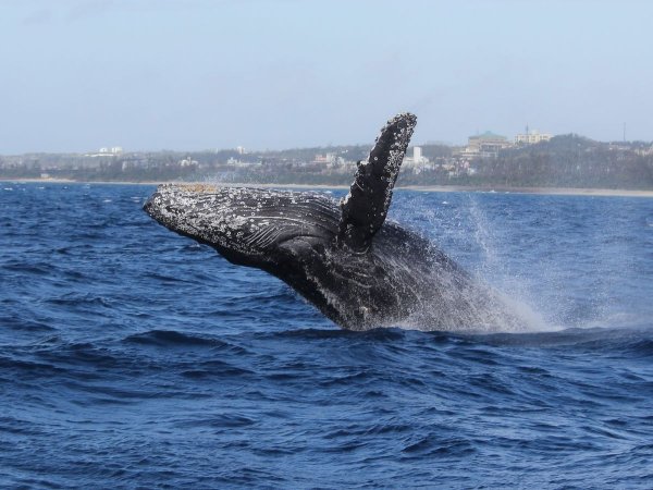 沖縄の海に冬にだけやってくるザトウクジラたち！ダイナミックなパフォーマンスは圧巻！