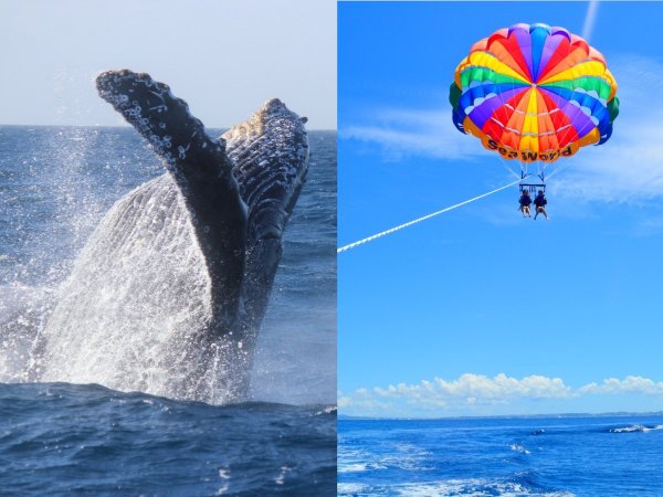 ホエールウォッチング 美ら海パラセーリング 沖縄県 水納島 瀬底島 伊江島 そとあそび