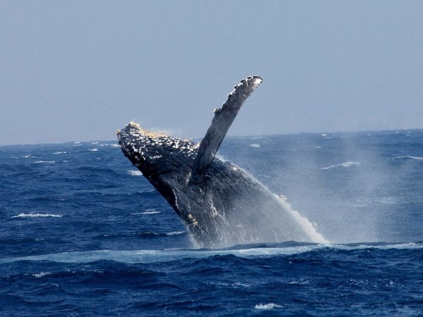 沖縄の冬の人気アクティビティ、那覇発着のホエールウォッチング！ザトウクジラを見に行こう！
