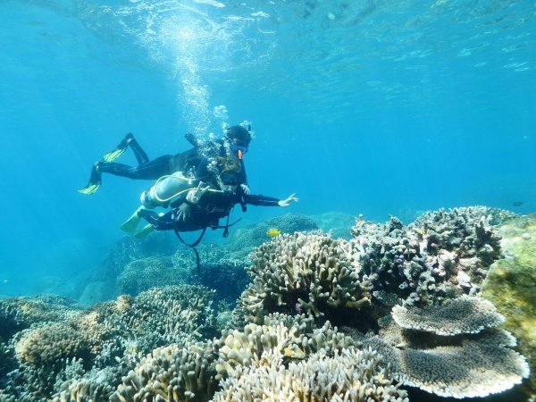 【下地島カヤッファ】300年以上もそこに住む巨大なサンゴ、自然のままに泳ぐお魚たち…エコガイドカフェ自慢のフィールドで、圧巻の海中世界を満喫しましょう！
