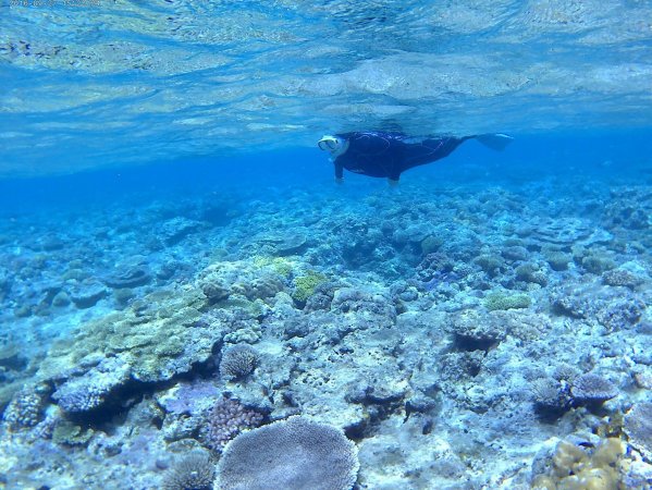 浅瀬に広がるサンゴ礁でシュノーケリング