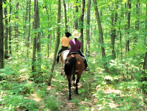 カウボーイハットをかぶって、馬と一緒に森を旅しよう！
