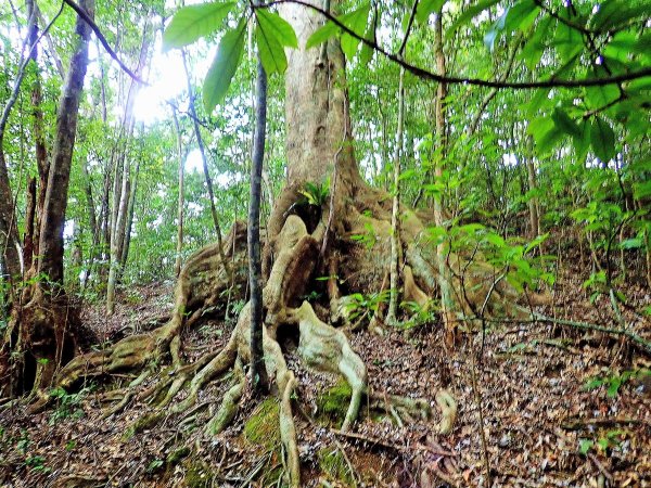 「板根」が美しい、樹齢150年の巨木「オキナワウラジロガシ」の木が待っています！