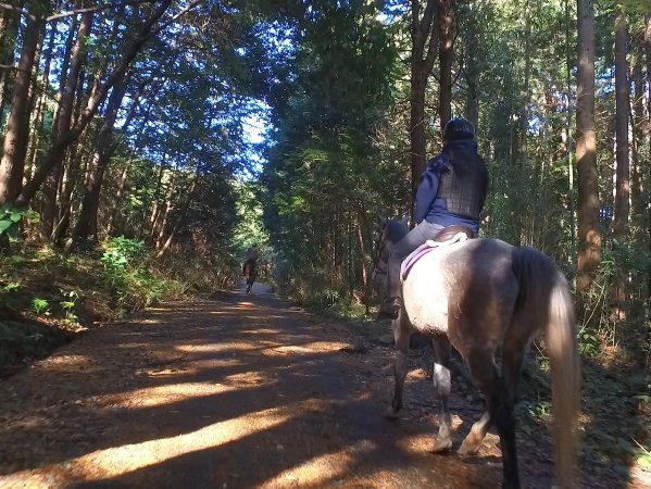 馬に乗りながら森林浴