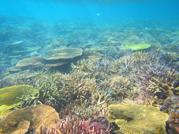 海底で生息する美しいサンゴや色とりどりの魚たち