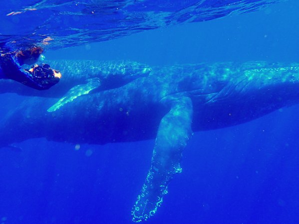 ホエールスイム1日 鹿児島県 奄美大島 そとあそび