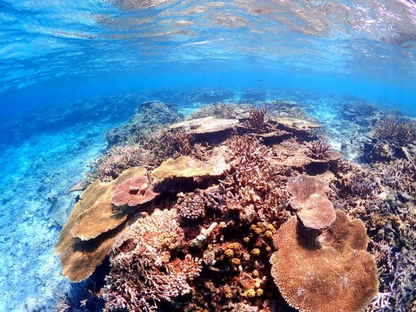 美しいサンゴ礁群、八重干瀬の実力をご覧あれ