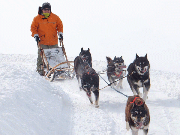 北海道の犬ぞりの体験ツアー そとあそび