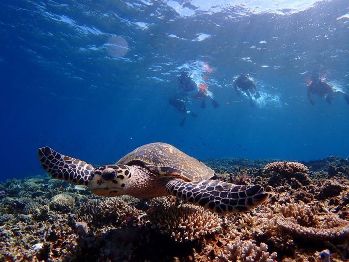 西表島のシュノーケリング スノーケリング の体験ツアー そとあそび