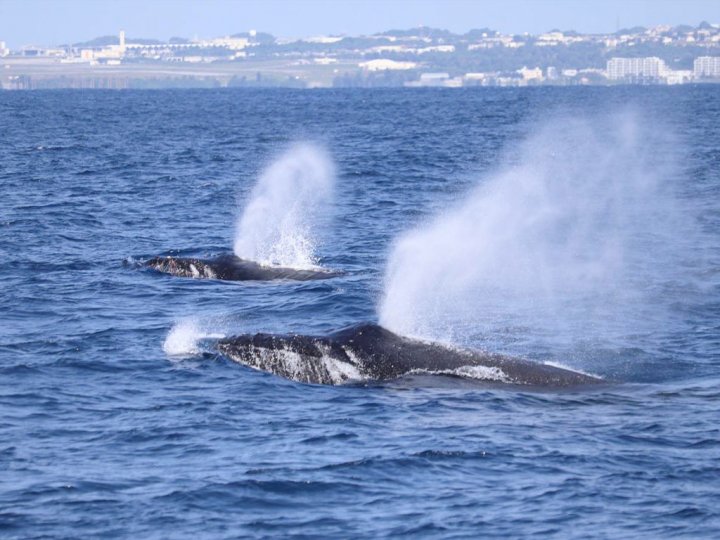 那覇・本島南部のイルカ・ホエールウォッチングの体験ツアー｜そとあそび