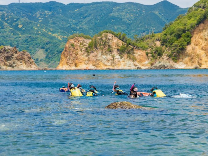伊豆 下田 のシュノーケリング体験の比較 簡単予約 そとあそび